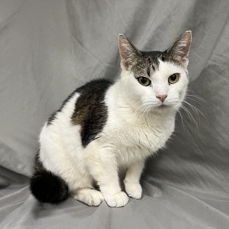 Estee, Adoptable, Senior Female Domestic Short Hair.