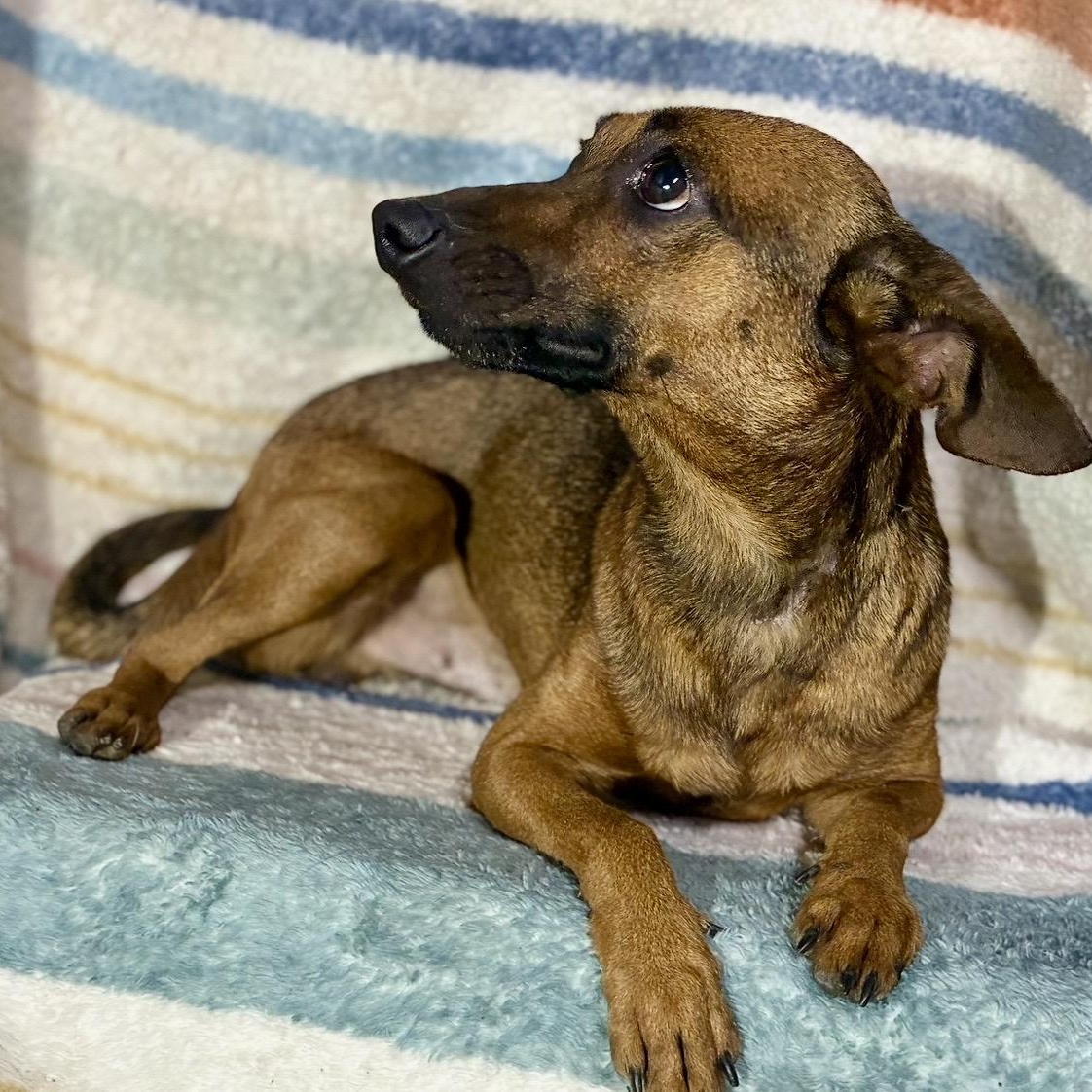Enlarge Burrito , a ADOPTABLE mixed breed in Pelham, NH image 4/6