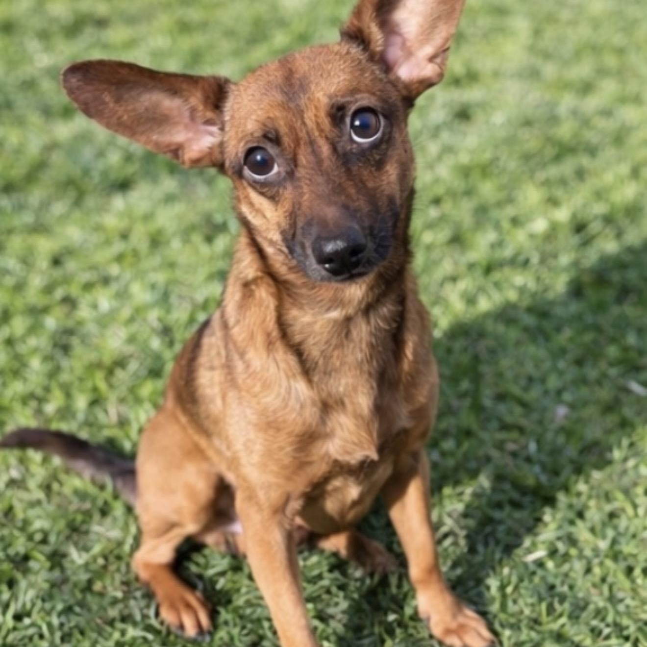 Enlarge Burrito , a ADOPTABLE mixed breed in Pelham, NH image 3/6