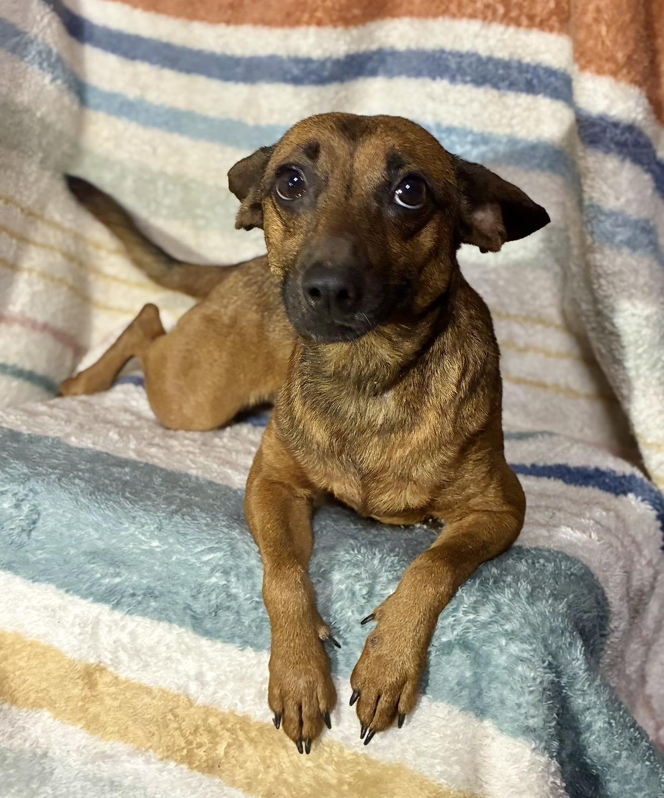 Enlarge Burrito , a ADOPTABLE mixed breed in Pelham, NH image 5/6