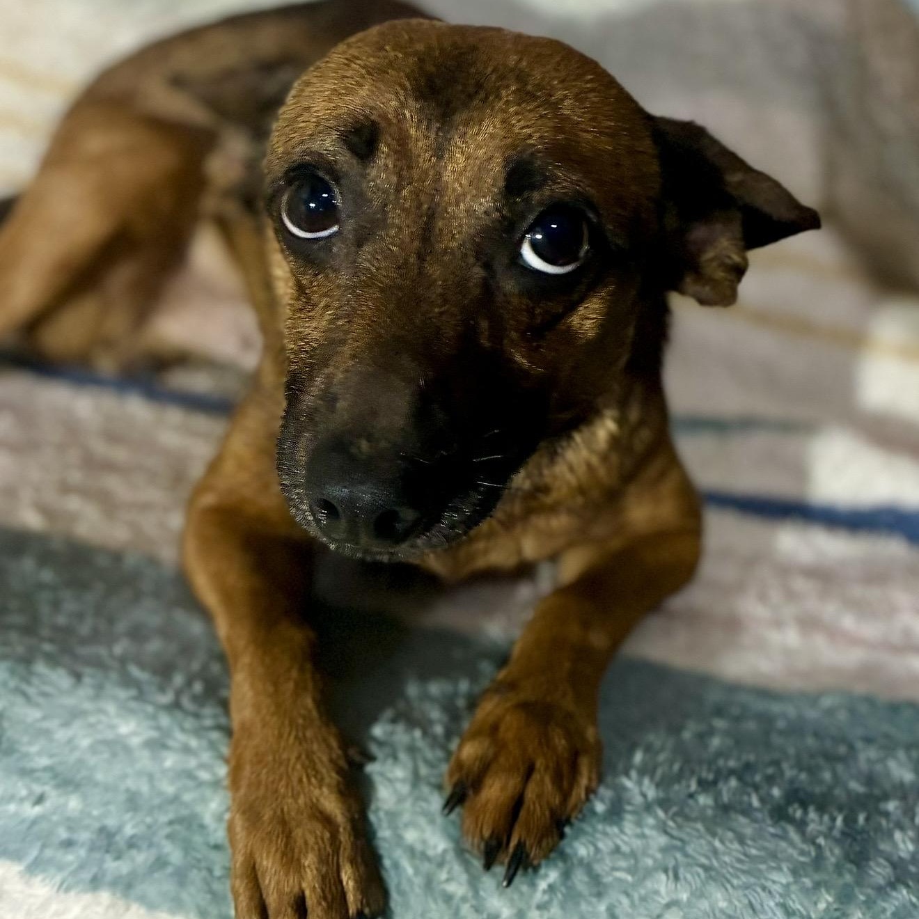 Enlarge Burrito , a ADOPTABLE mixed breed in Pelham, NH image 2/6