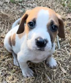 Maverick , adopted, Puppy Male Beagle & Treeing Walker Coonhound.