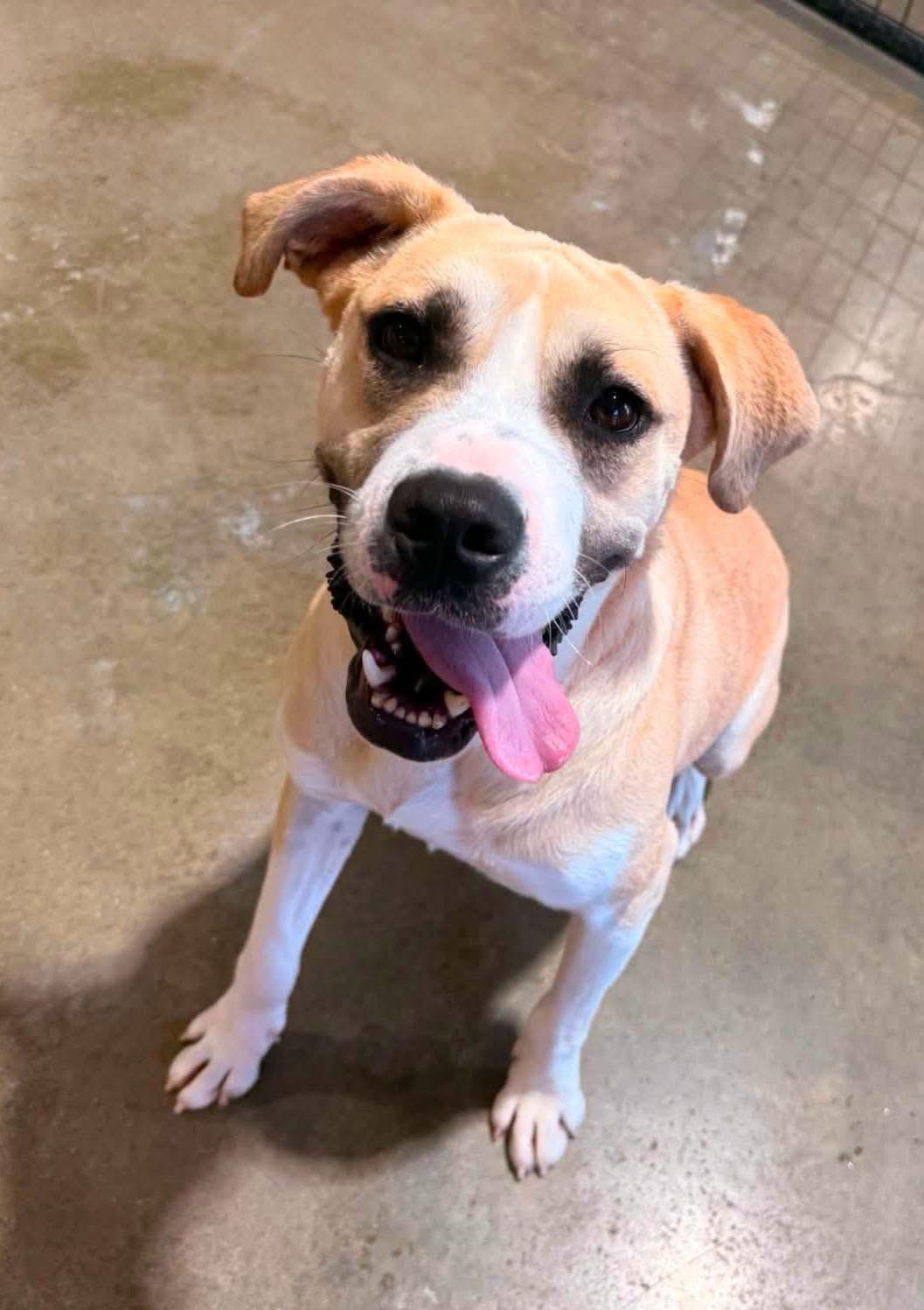 Enlarge Troubadour "Tru", a Adoptable mixed breed in Hagerstown, MD image 4/5