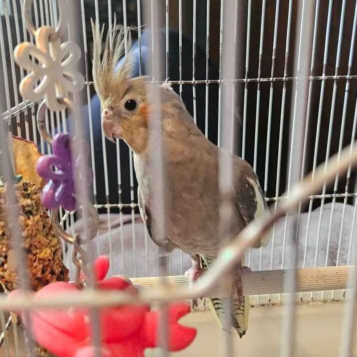 Enlarge Misty, a Adopted African Grey in Verona, NJ image 2/3