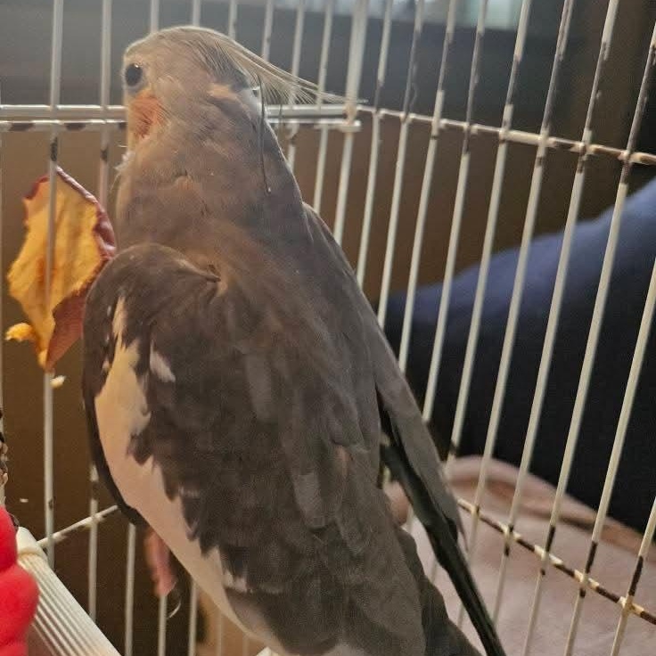 Misty, Adopted, Young Female African Grey.