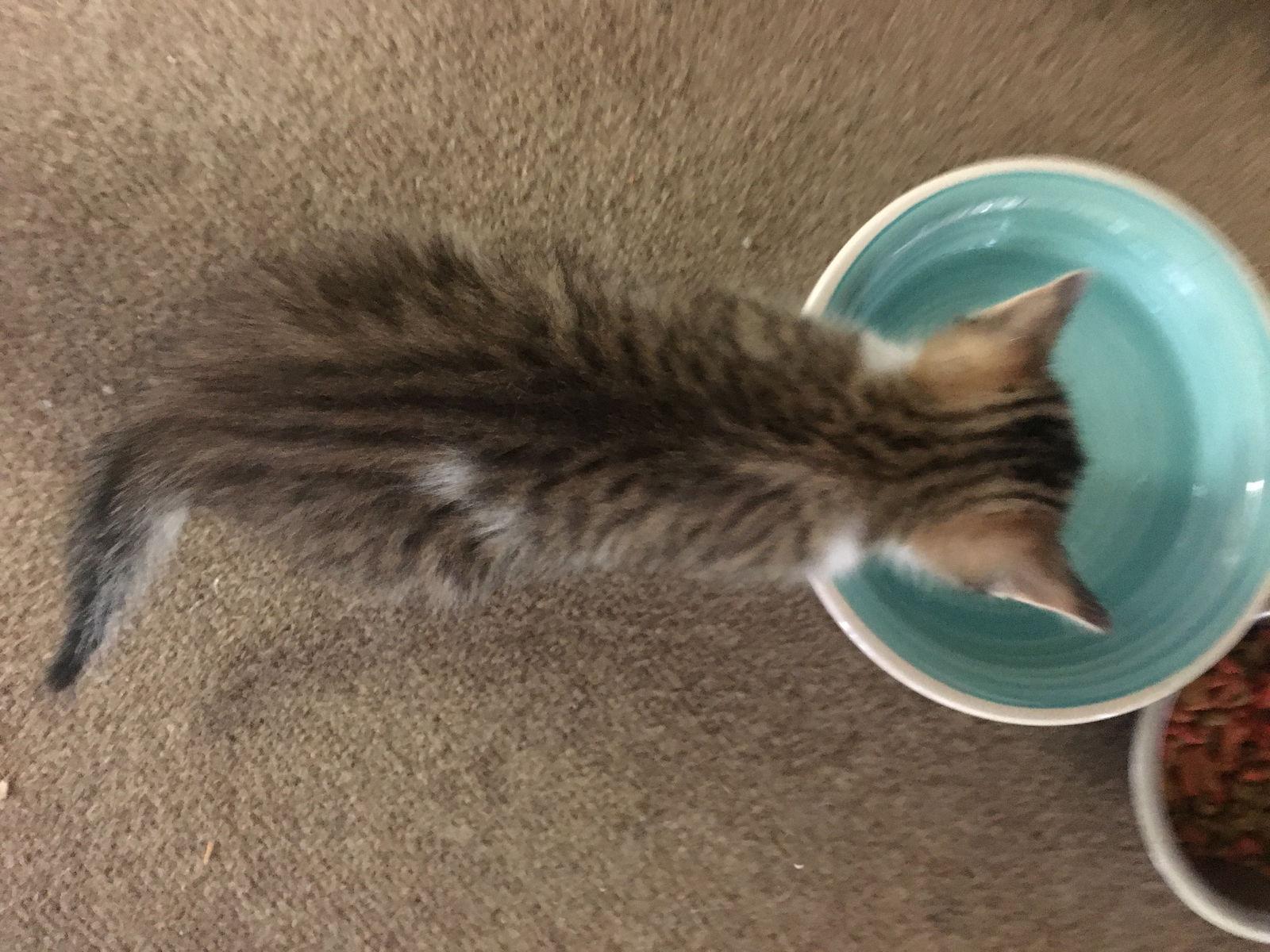 Enlarge Lane, a Adopted mixed breed in Pensacola, FL image 1/3