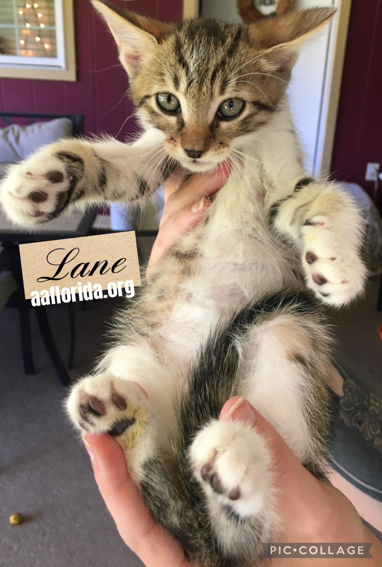 Enlarge Lane, a Adopted mixed breed in Pensacola, FL image 2/3