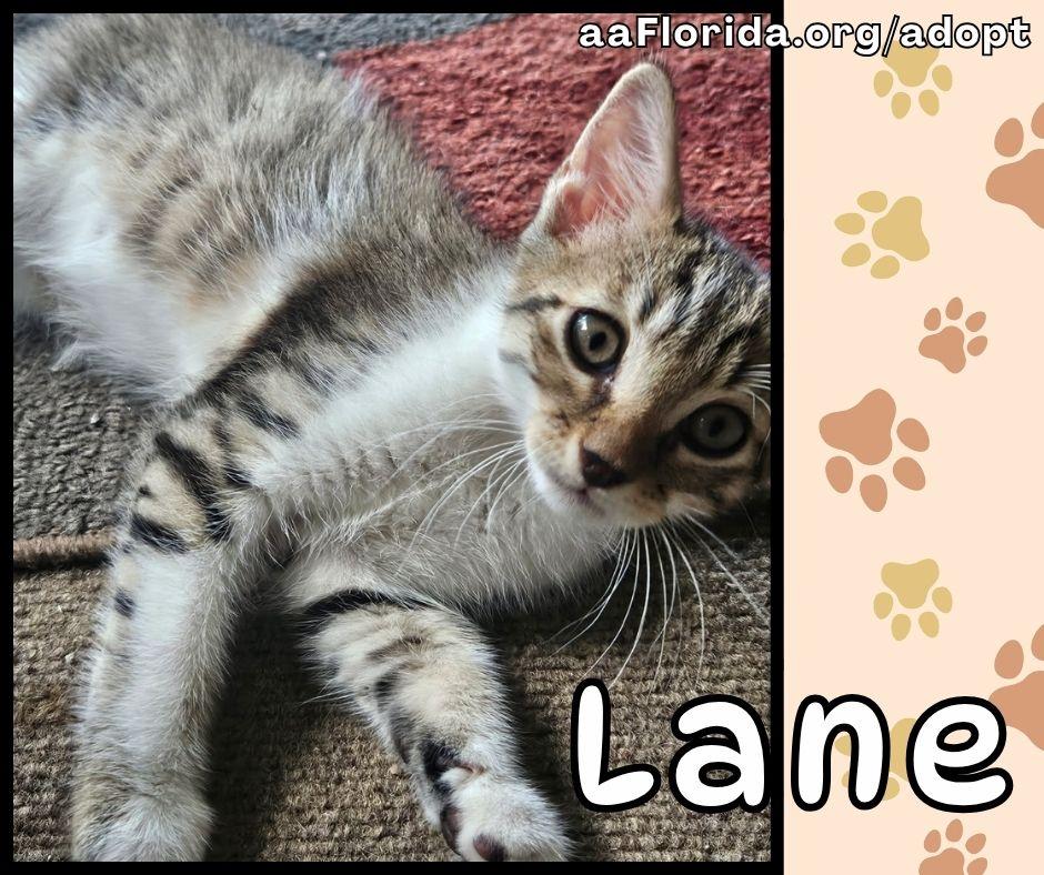 Enlarge Lane, a Adopted mixed breed in Pensacola, FL image 3/3