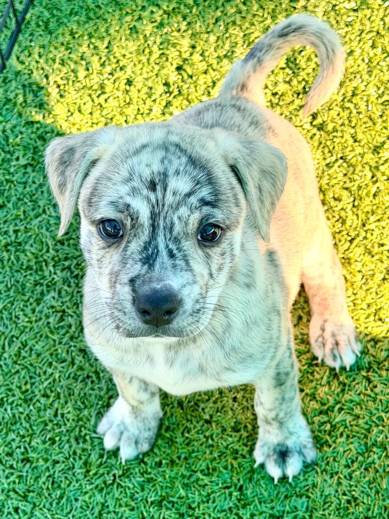 Enlarge Buckwheat, a Adoptable mixed breed in Cape Coral, FL image 1/1