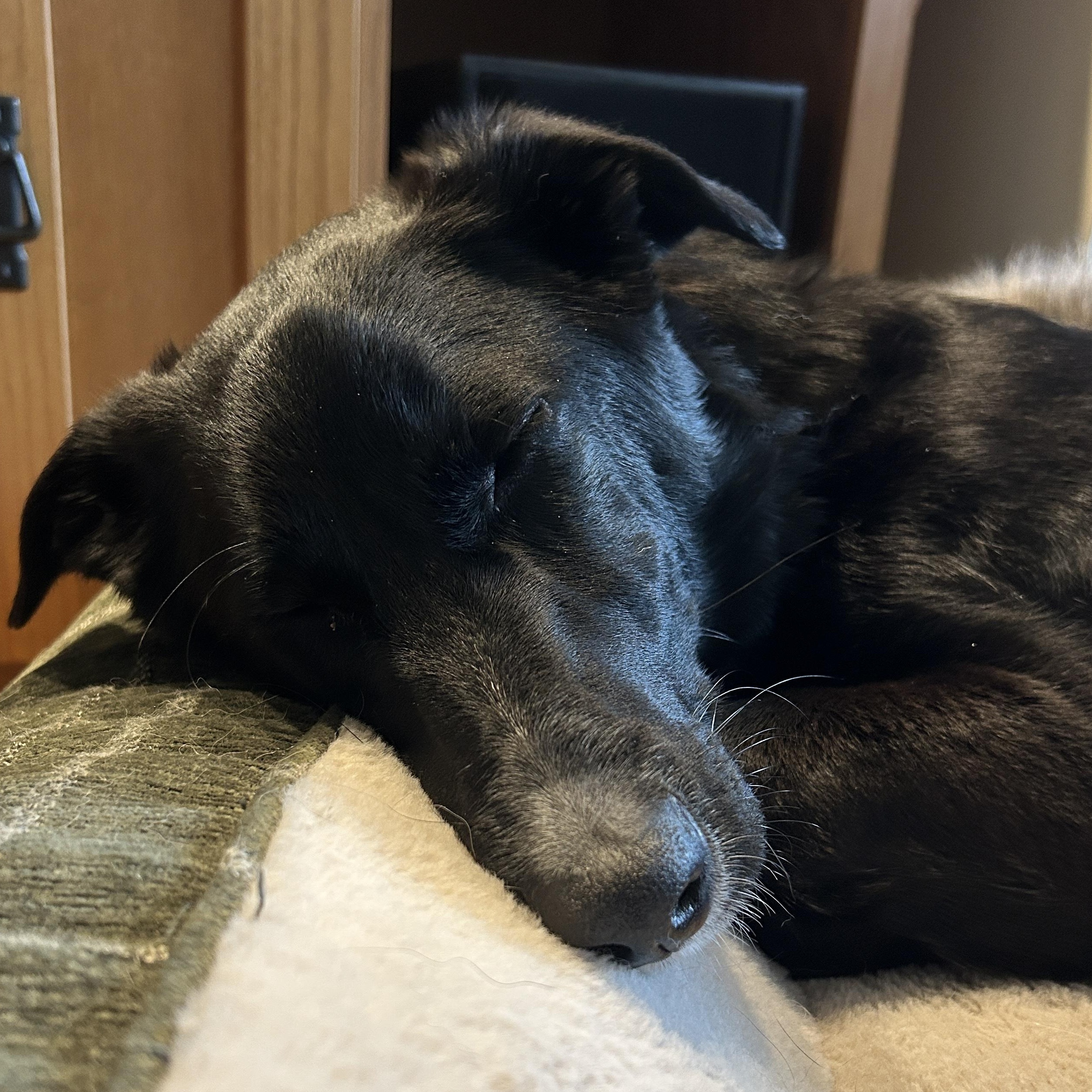 Pepper — thumbnail 1