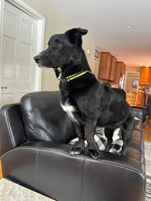 Pepper, ADOPTABLE, Young Female Black Labrador Retriever.