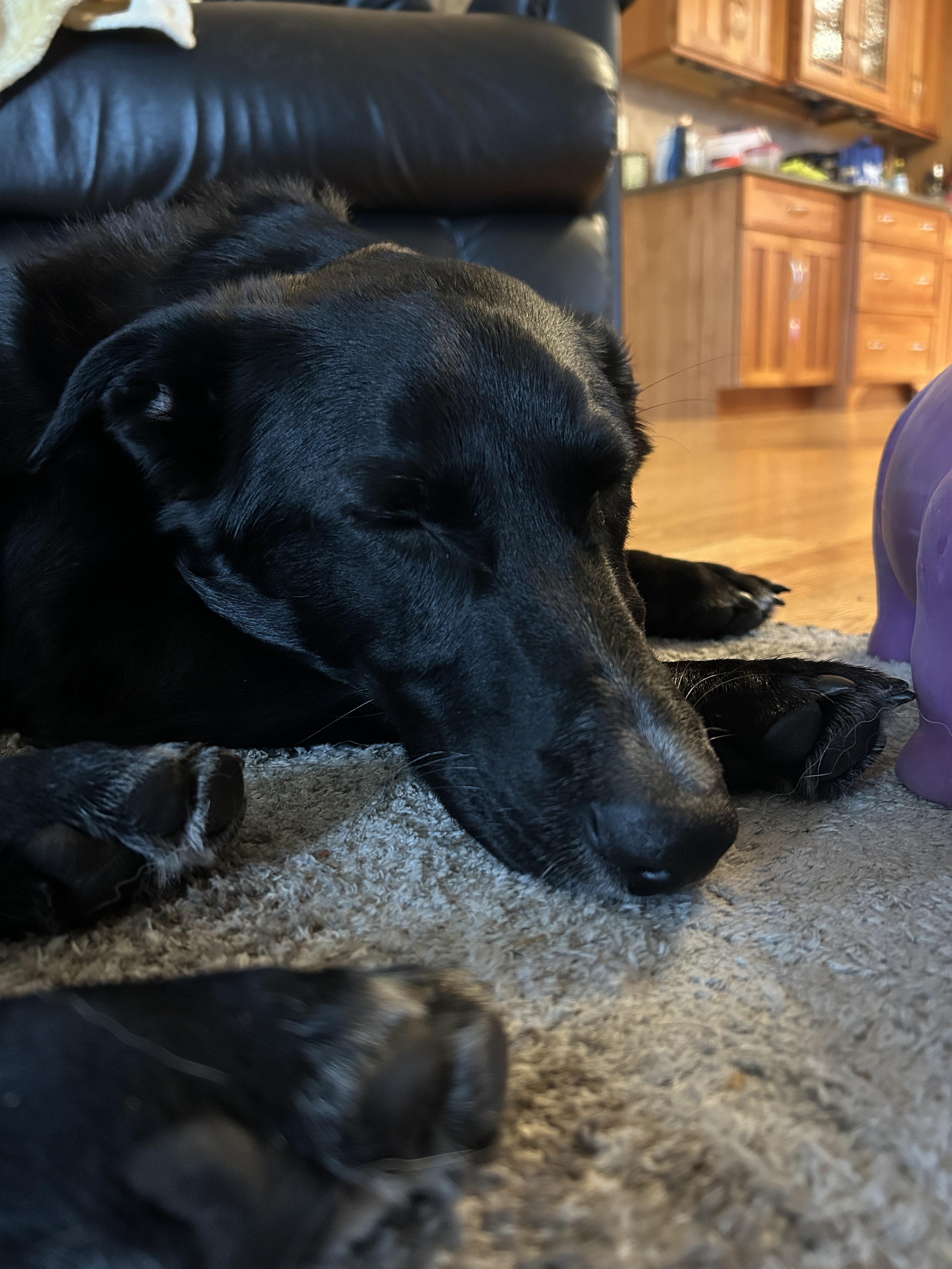 Pepper — thumbnail 2