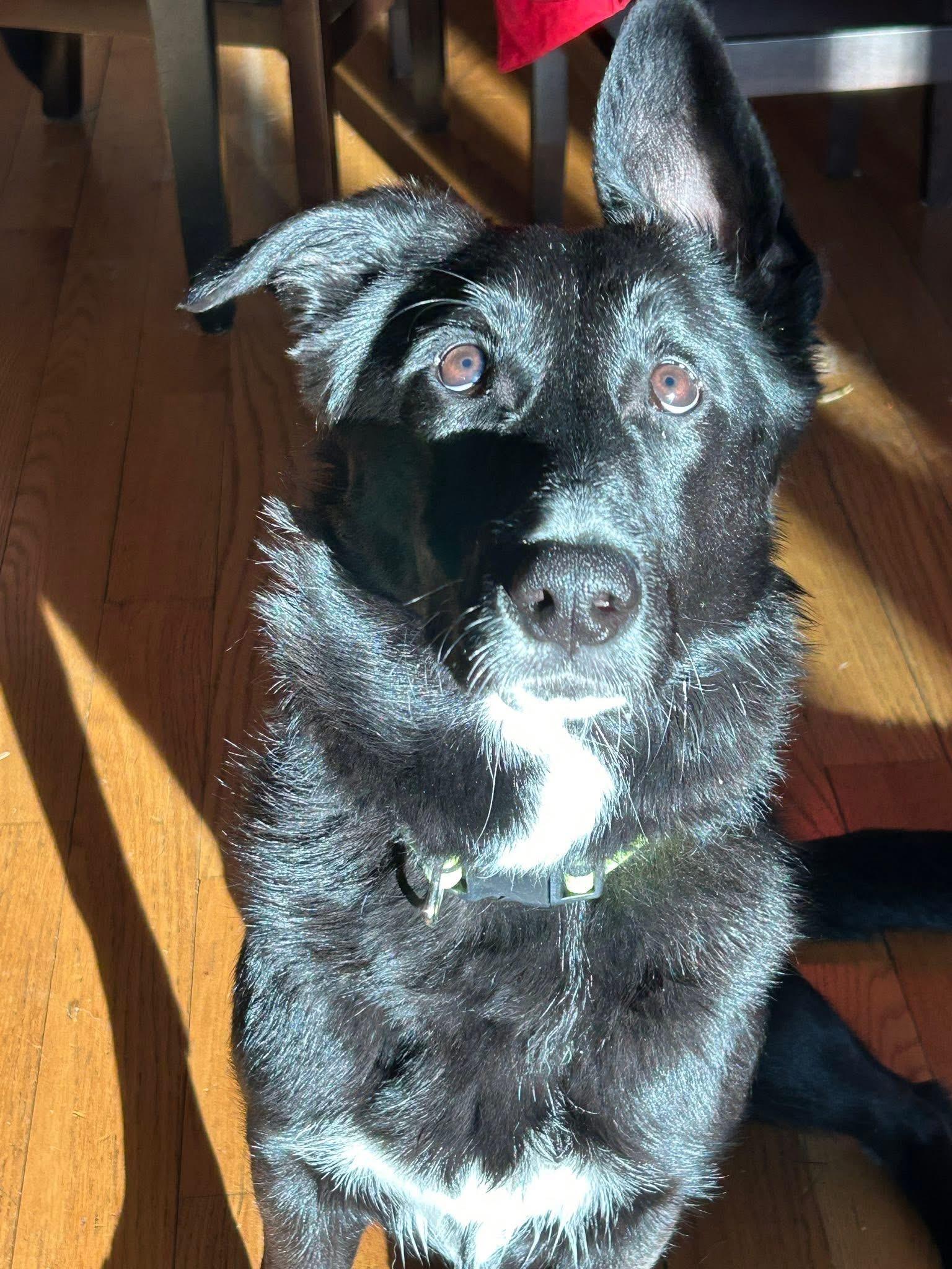 Enlarge Pepper, a ADOPTABLE mixed breed in Crystal Lake, IL image 2/6