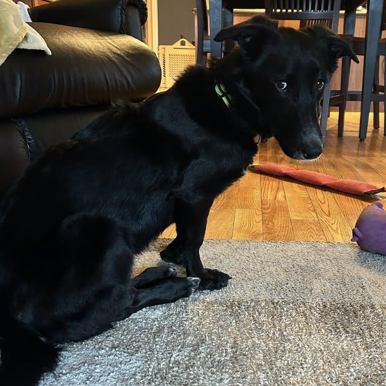 Pepper, ADOPTABLE, Puppy Female Black Labrador Retriever.