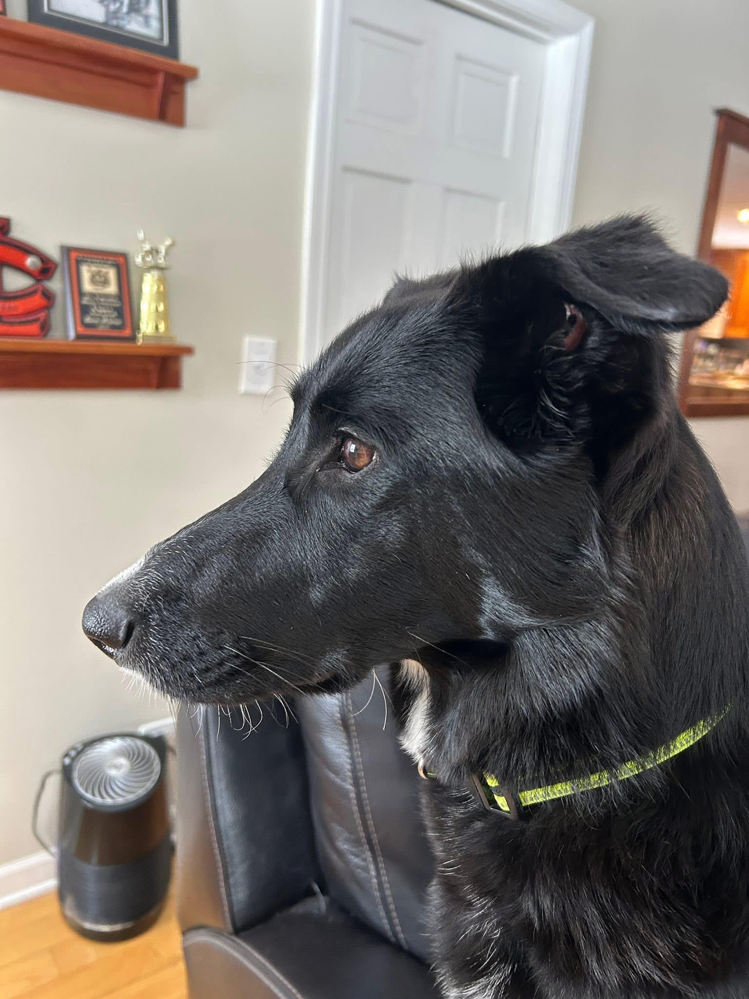 Enlarge Pepper, a ADOPTABLE mixed breed in Crystal Lake, IL image 6/6