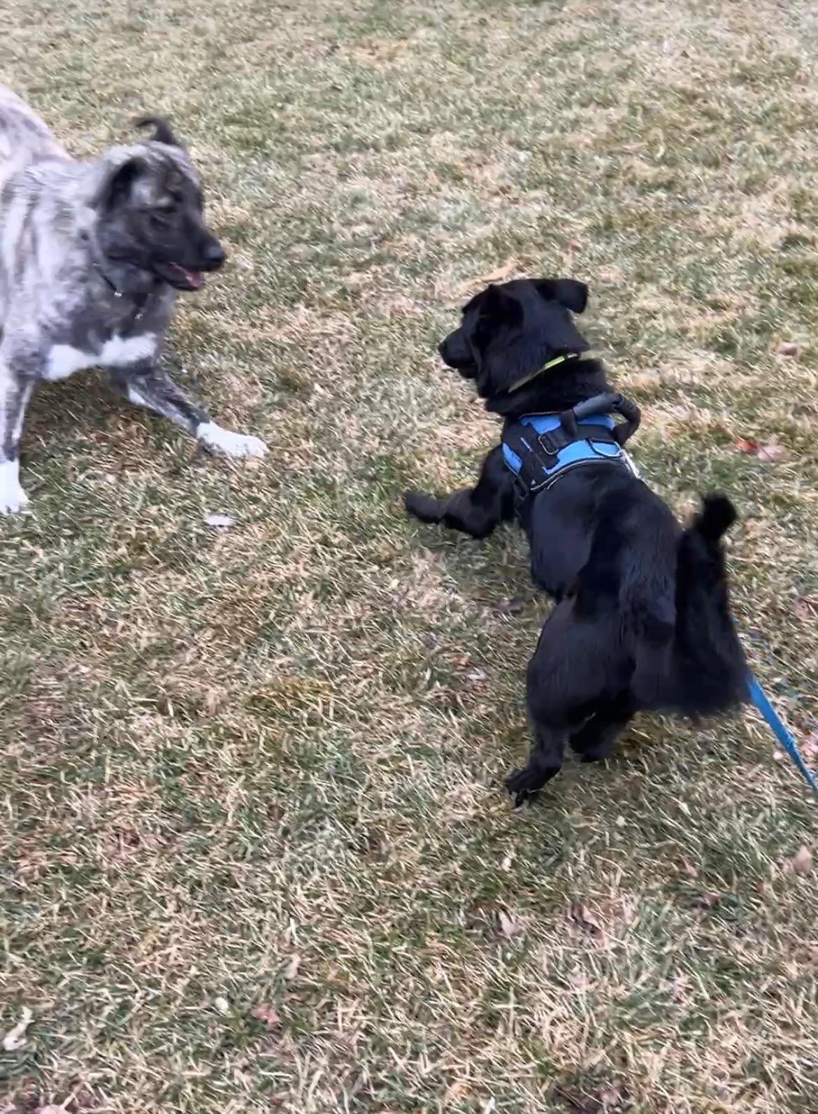 Pepper — thumbnail 4