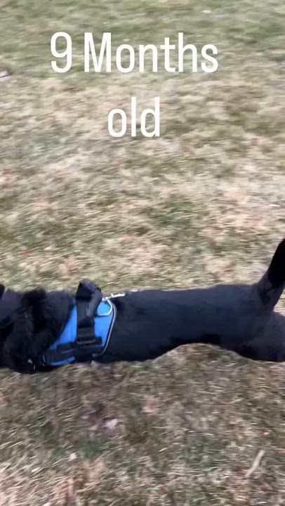 Enlarge Pepper, a ADOPTABLE mixed breed in Crystal Lake, IL video 3/5