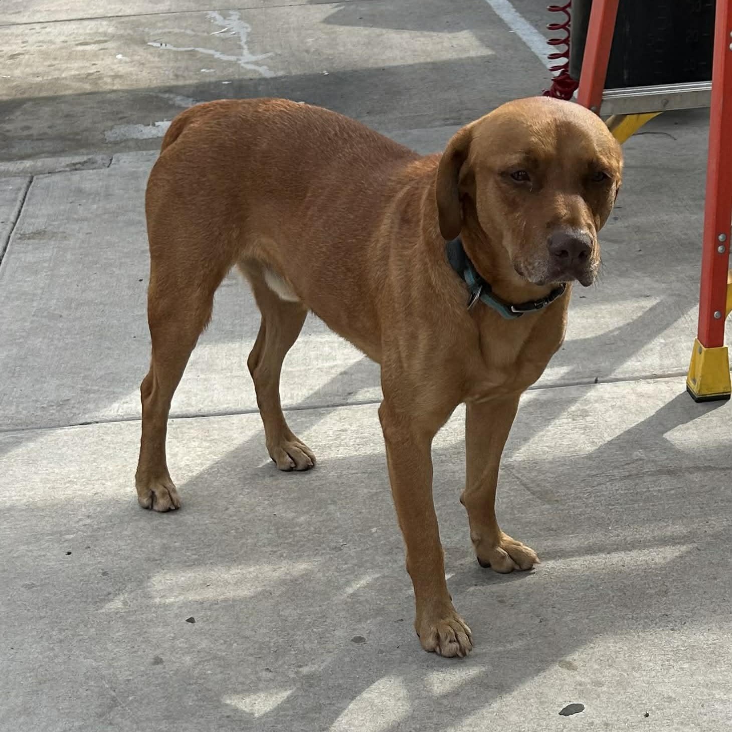 Enlarge CARWASH BUDDY LIVES AT THE CARWASH, a Adoptable mixed breed in Frisco, TX image 4/6