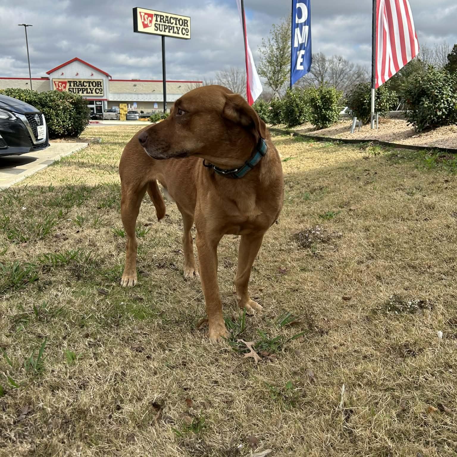 Enlarge CARWASH BUDDY LIVES AT THE CARWASH, a Adoptable mixed breed in Frisco, TX image 6/6
