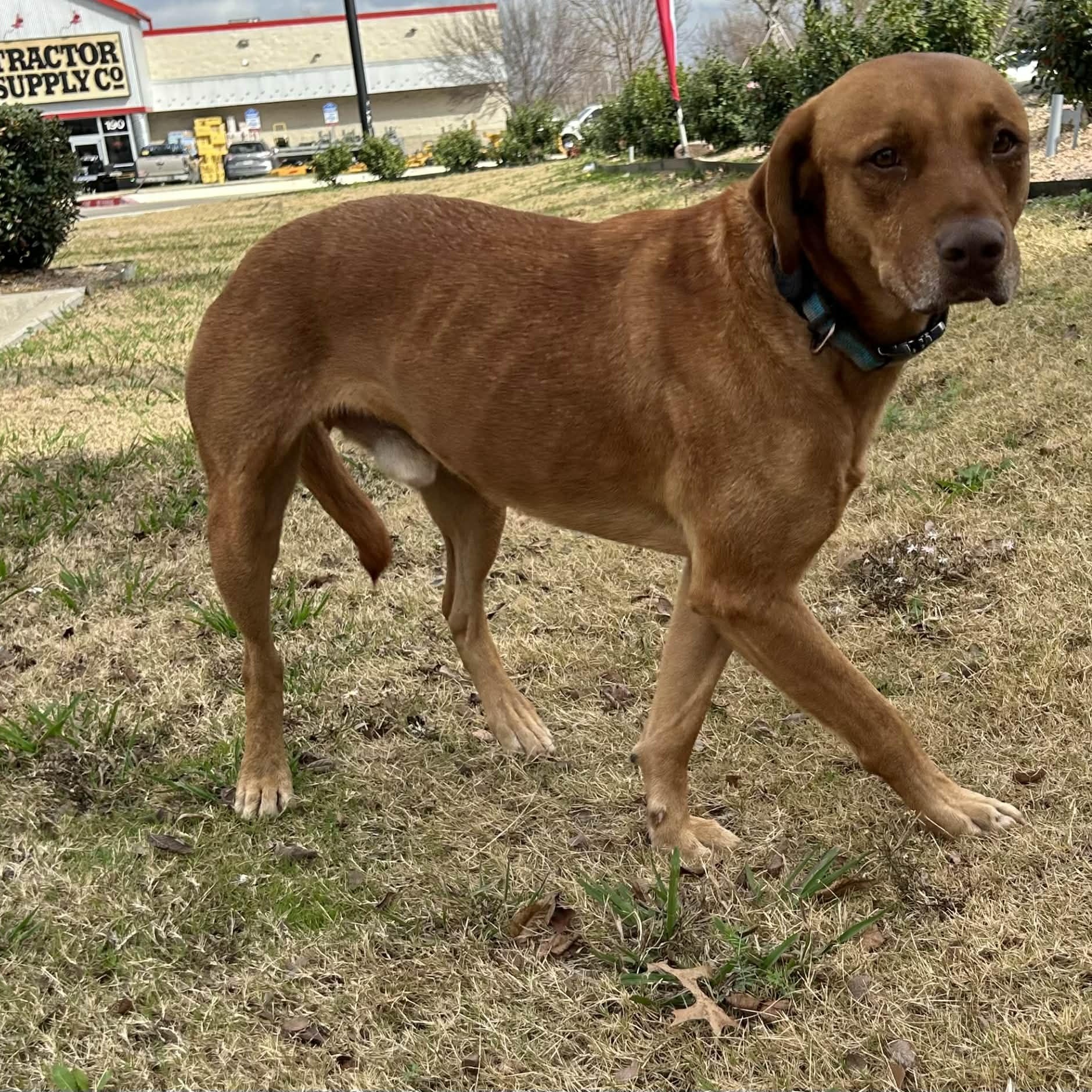 Enlarge CARWASH BUDDY LIVES AT THE CARWASH, a Adoptable mixed breed in Frisco, TX image 5/6