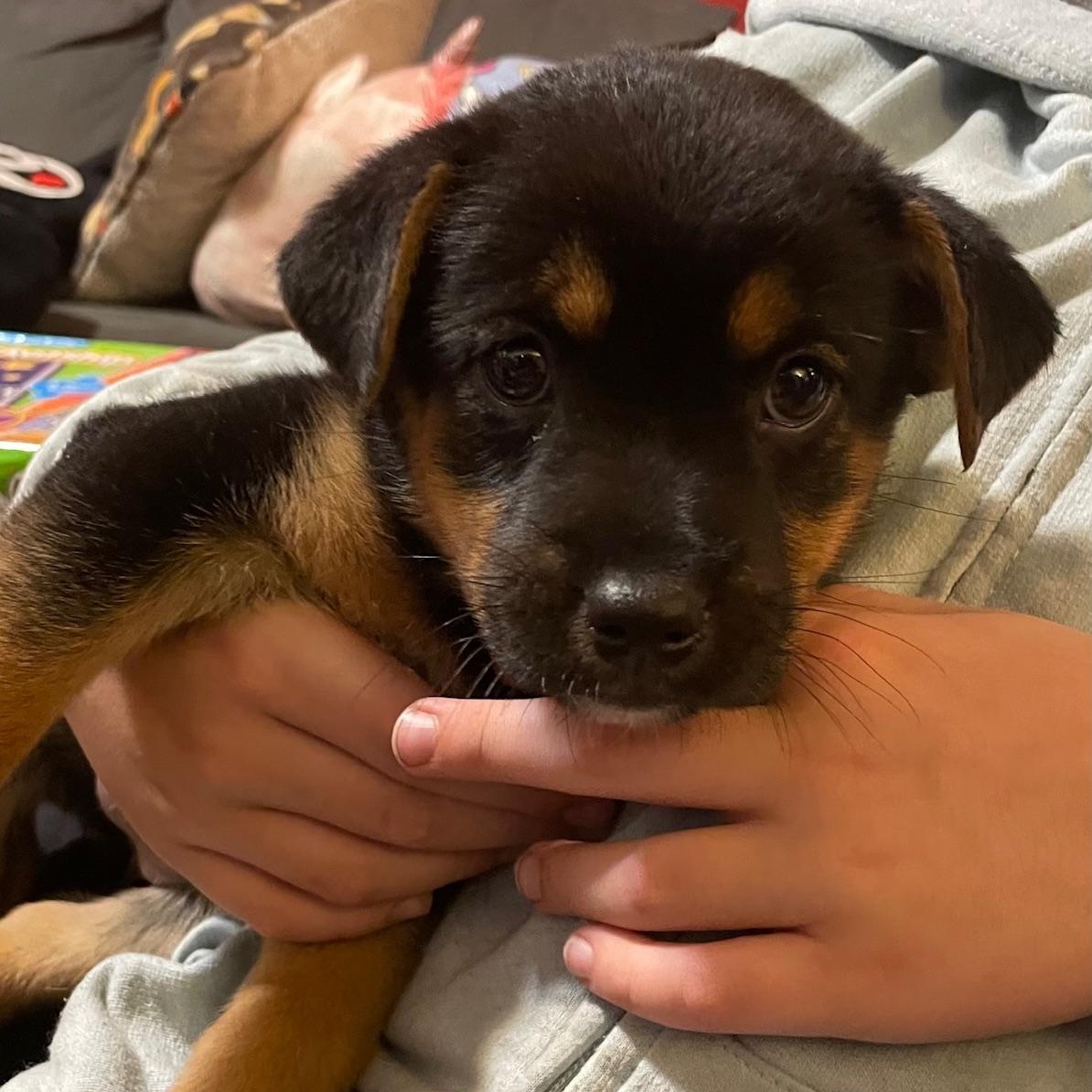 Enlarge Dory, a ADOPTABLE mixed breed in Minneapolis, MN image 6/6