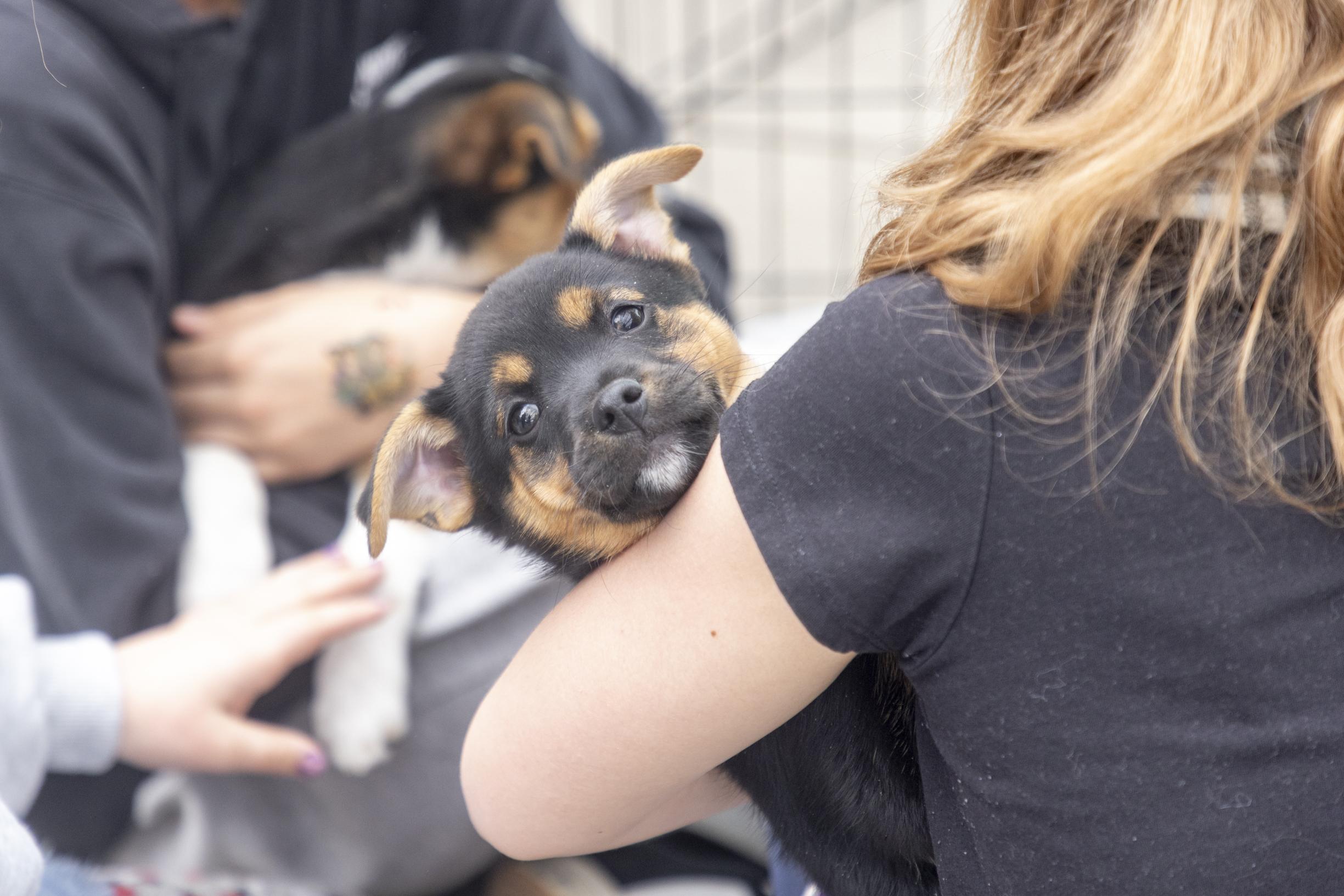 Dory, ADOPTABLE, Puppy Female Australian Shepherd & Mixed Breed.
