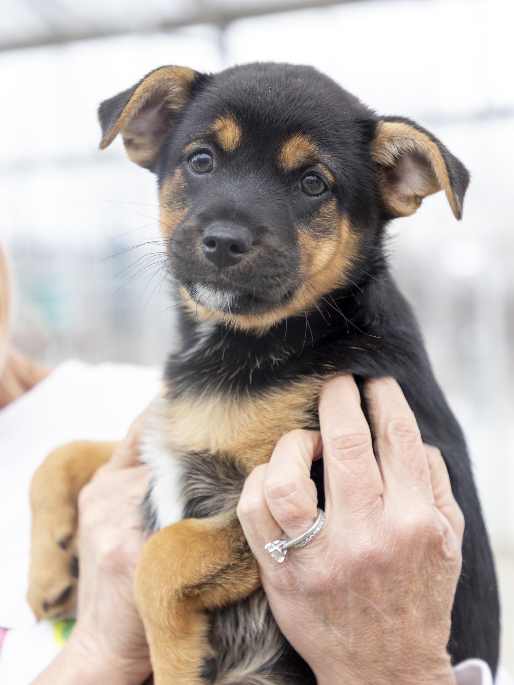 Enlarge Dory, a ADOPTABLE mixed breed in Minneapolis, MN image 2/6