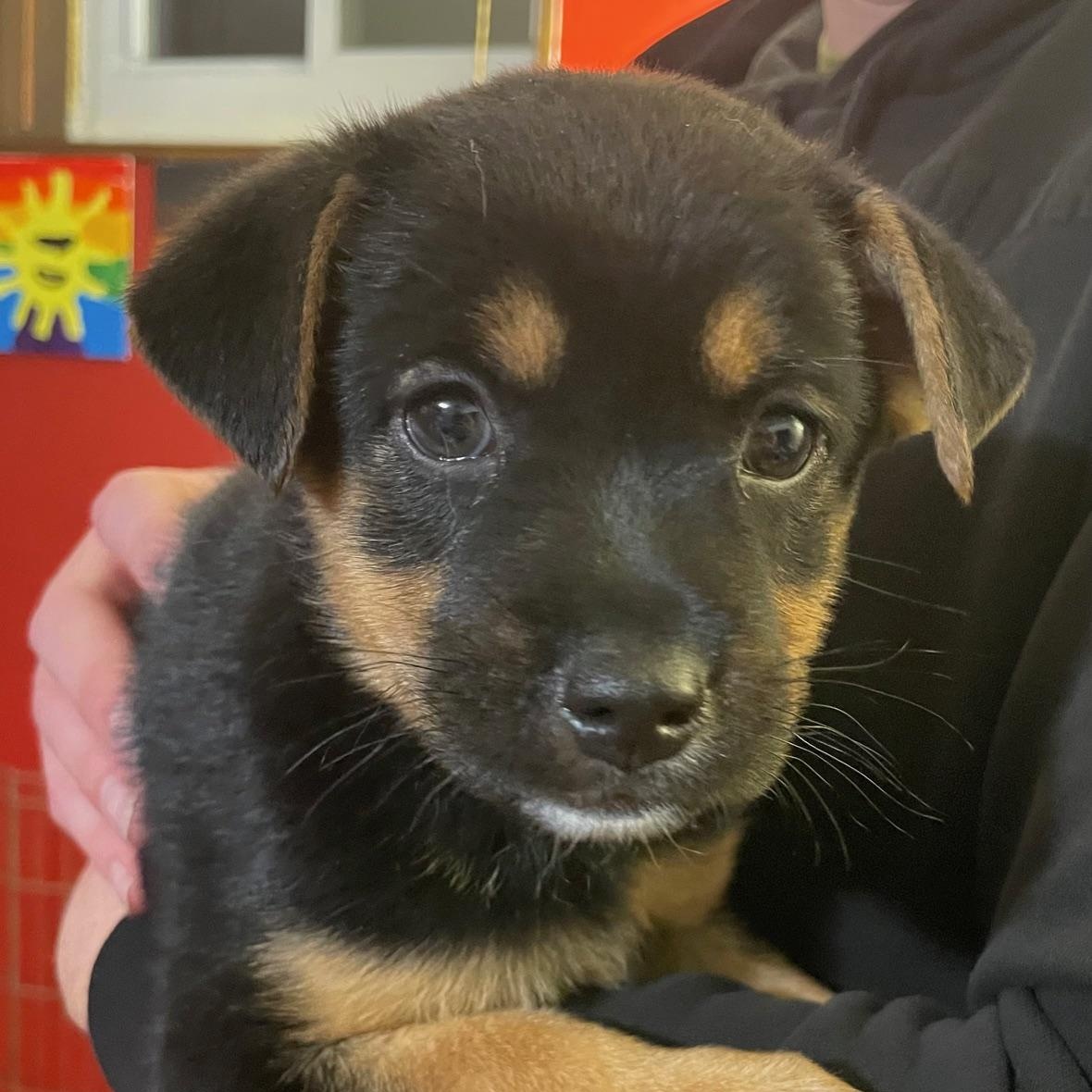 Enlarge Dory, a ADOPTABLE mixed breed in Minneapolis, MN image 4/6