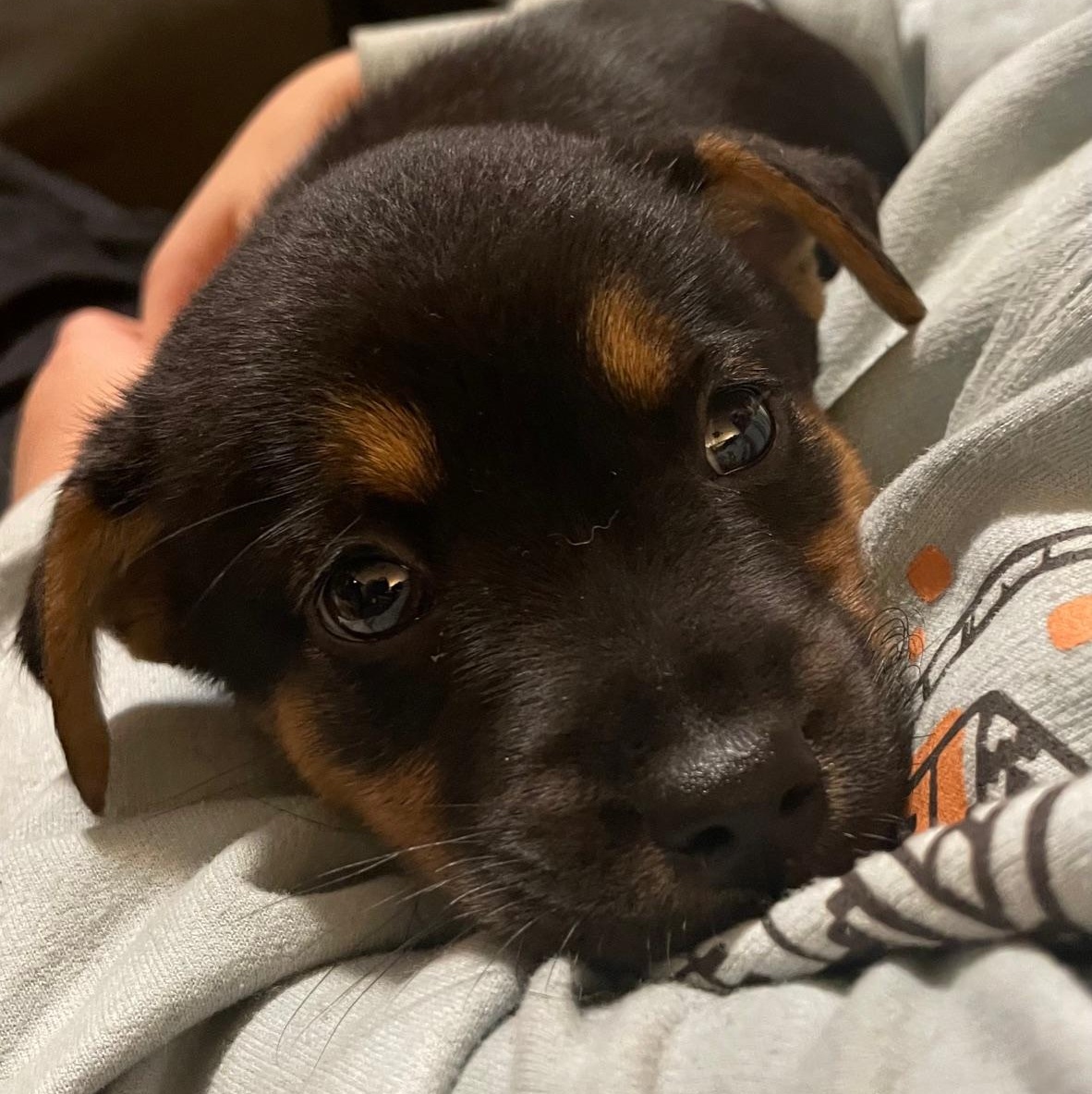 Enlarge Dory, a ADOPTABLE mixed breed in Minneapolis, MN image 5/6