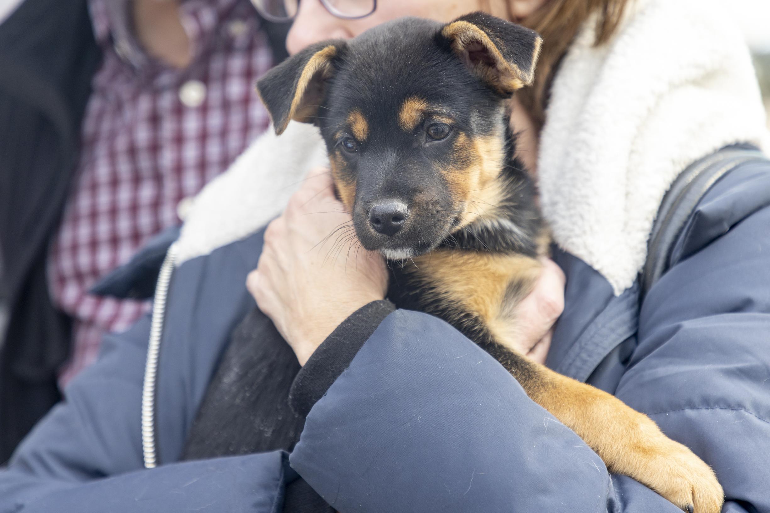 Enlarge Dory, a ADOPTABLE mixed breed in Minneapolis, MN image 3/6