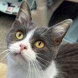 Enlarge Goatee , a ADOPTABLE mixed breed in Lansing, MI image 1/1