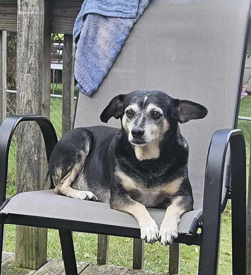 Enlarge Lucy, a Adoptable mixed breed in Richmond, KY image 1/4