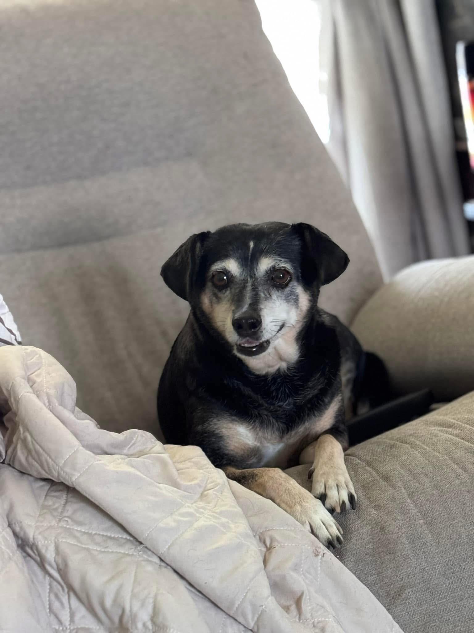 Enlarge Lucy, a Adoptable mixed breed in Richmond, KY image 4/4