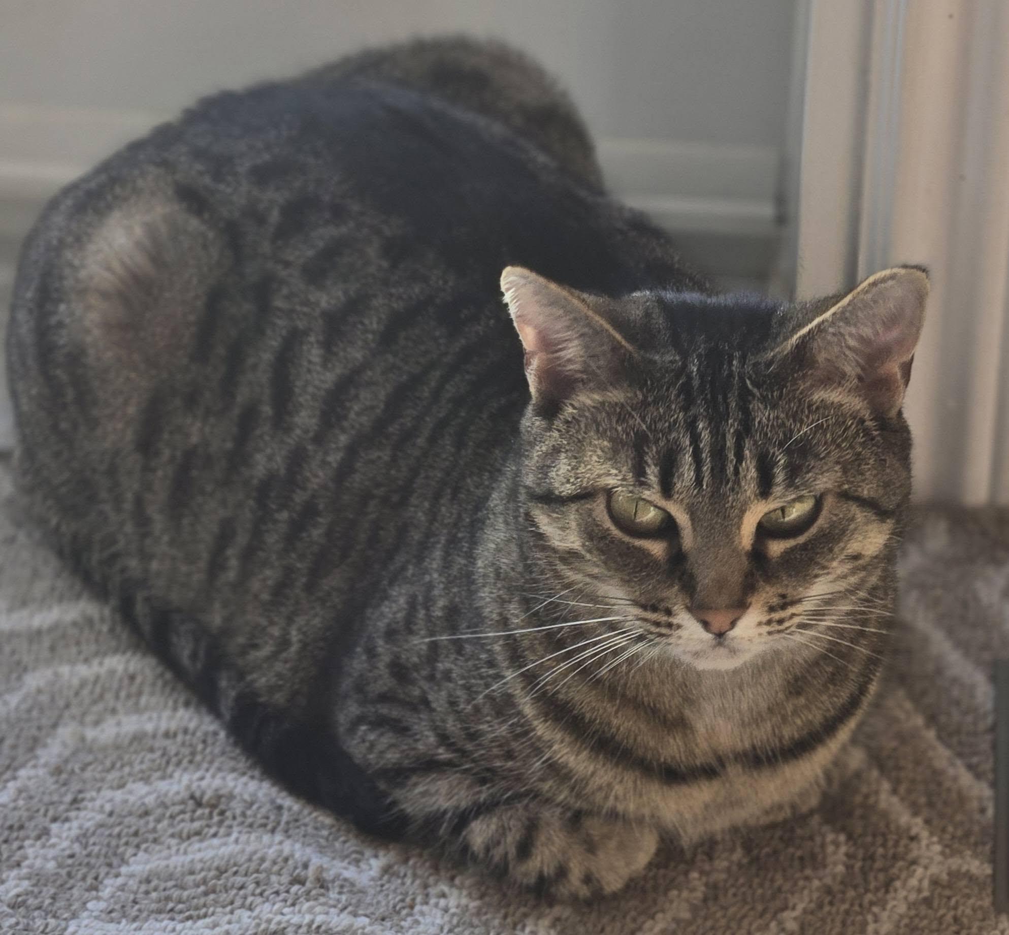 Faith & Pebbles, Adoptable, Adult Female Bengal & Domestic Short Hair.