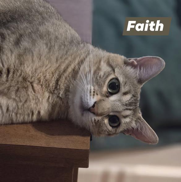 Faith & Pebbles, Adoptable, Adult Female Domestic Short Hair.