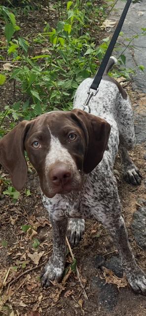Enlarge AVA, a Adoptable German Shorthaired Pointer in Newaygo, MI image 1/1