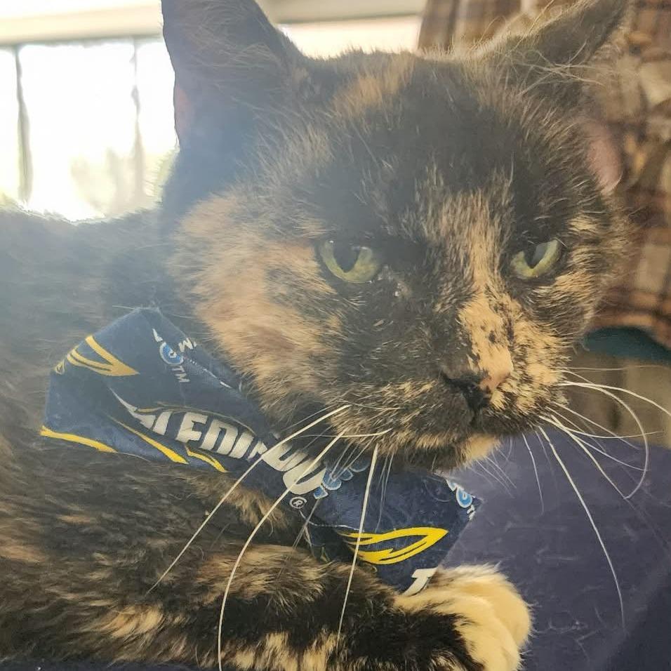 Enlarge Marla, a Adoptable Domestic Short Hair in Toledo, OH image 1/1