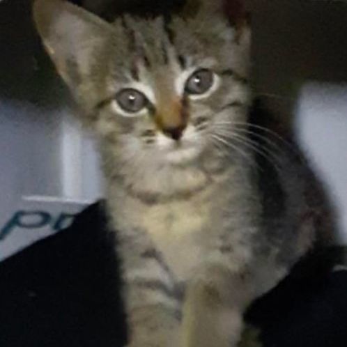 Bunny, a Adoptable Domestic Short Hair in Marion, NC image 2/4