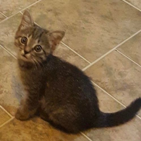 Bunny, a Adoptable Domestic Short Hair in Marion, NC image 1/4