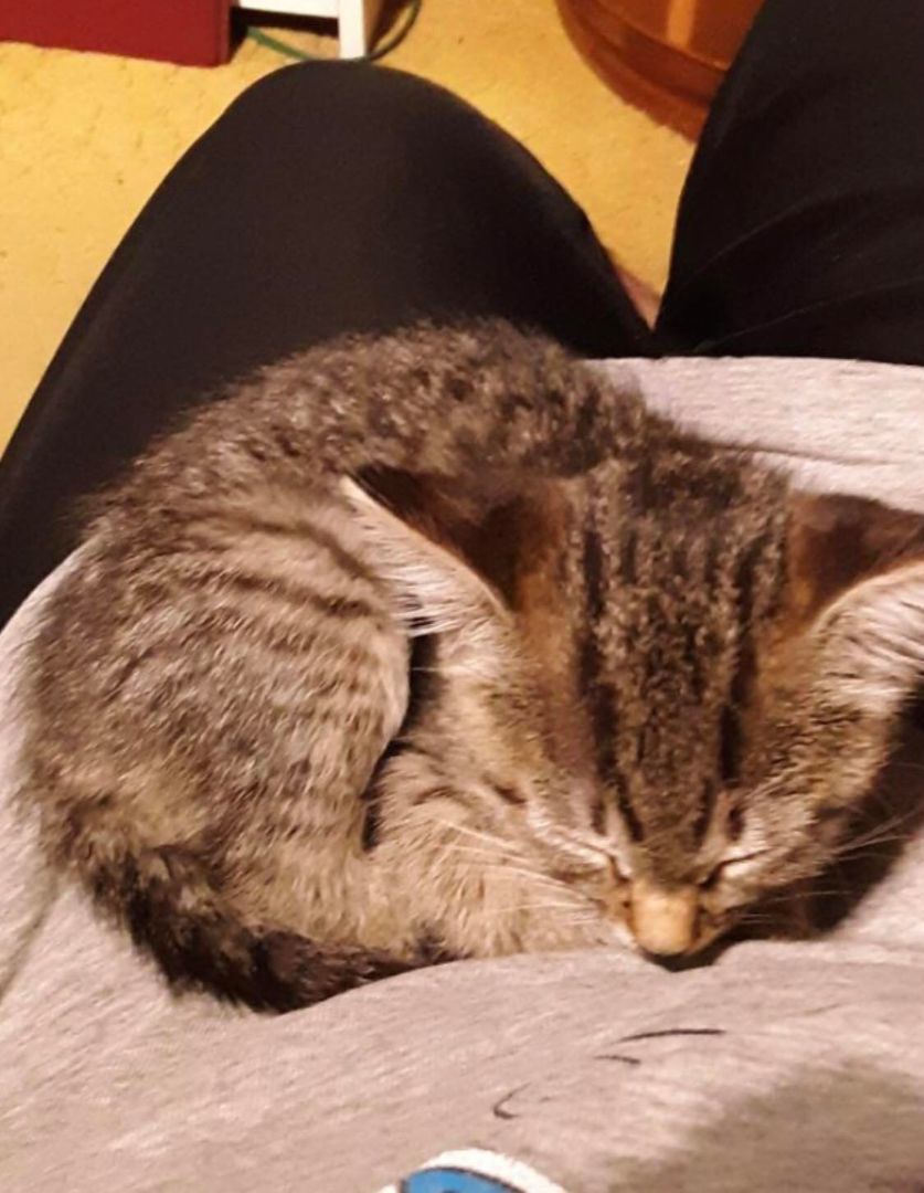 Bunny, a Adoptable Domestic Short Hair in Marion, NC image 3/4