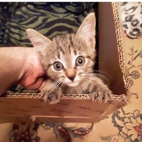 Bunny, a Adoptable Domestic Short Hair in Marion, NC image 4/4