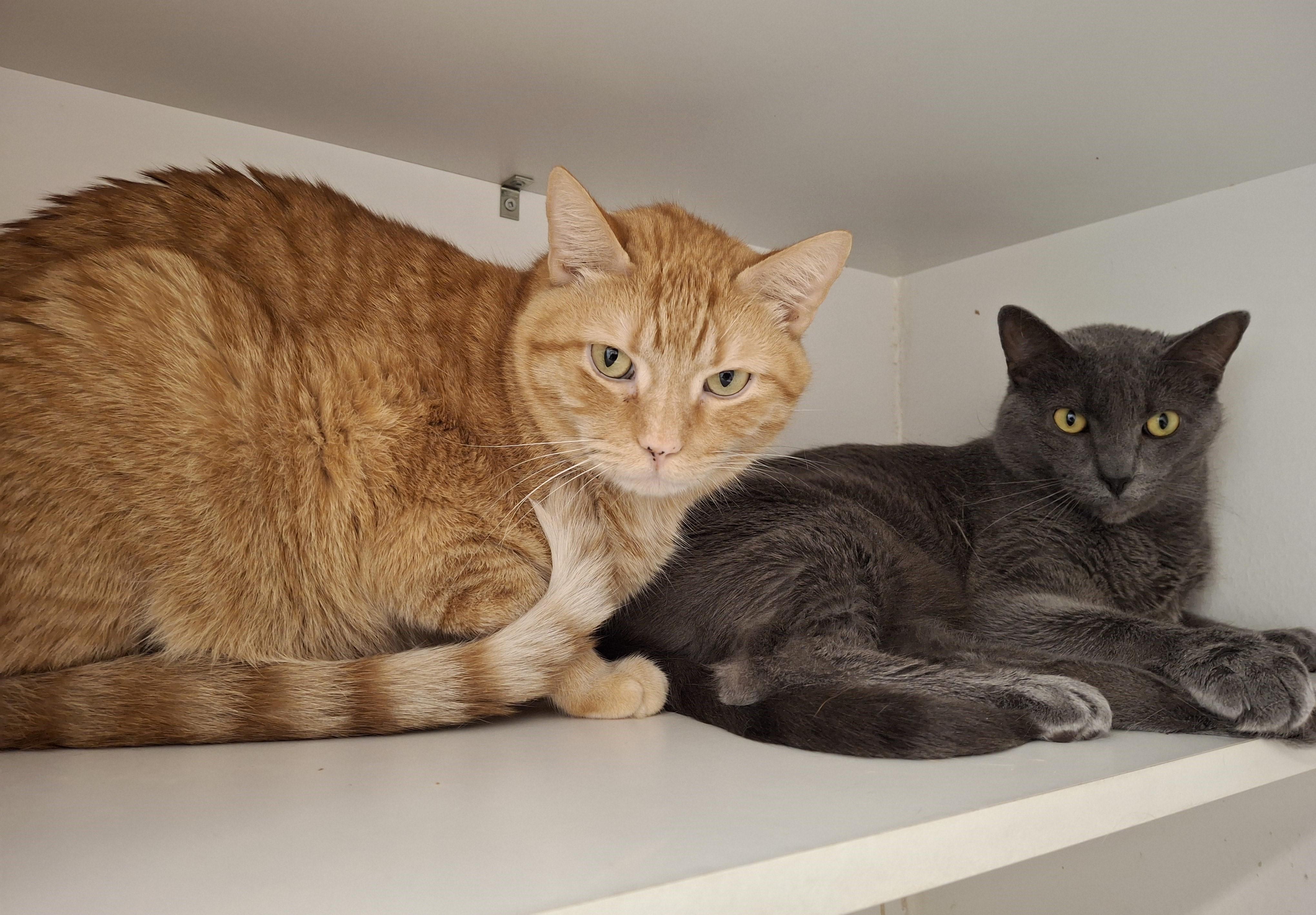 Cat for adoption - Nevada & Washington, a Domestic Short Hair in Victoria, BC | Petfinder