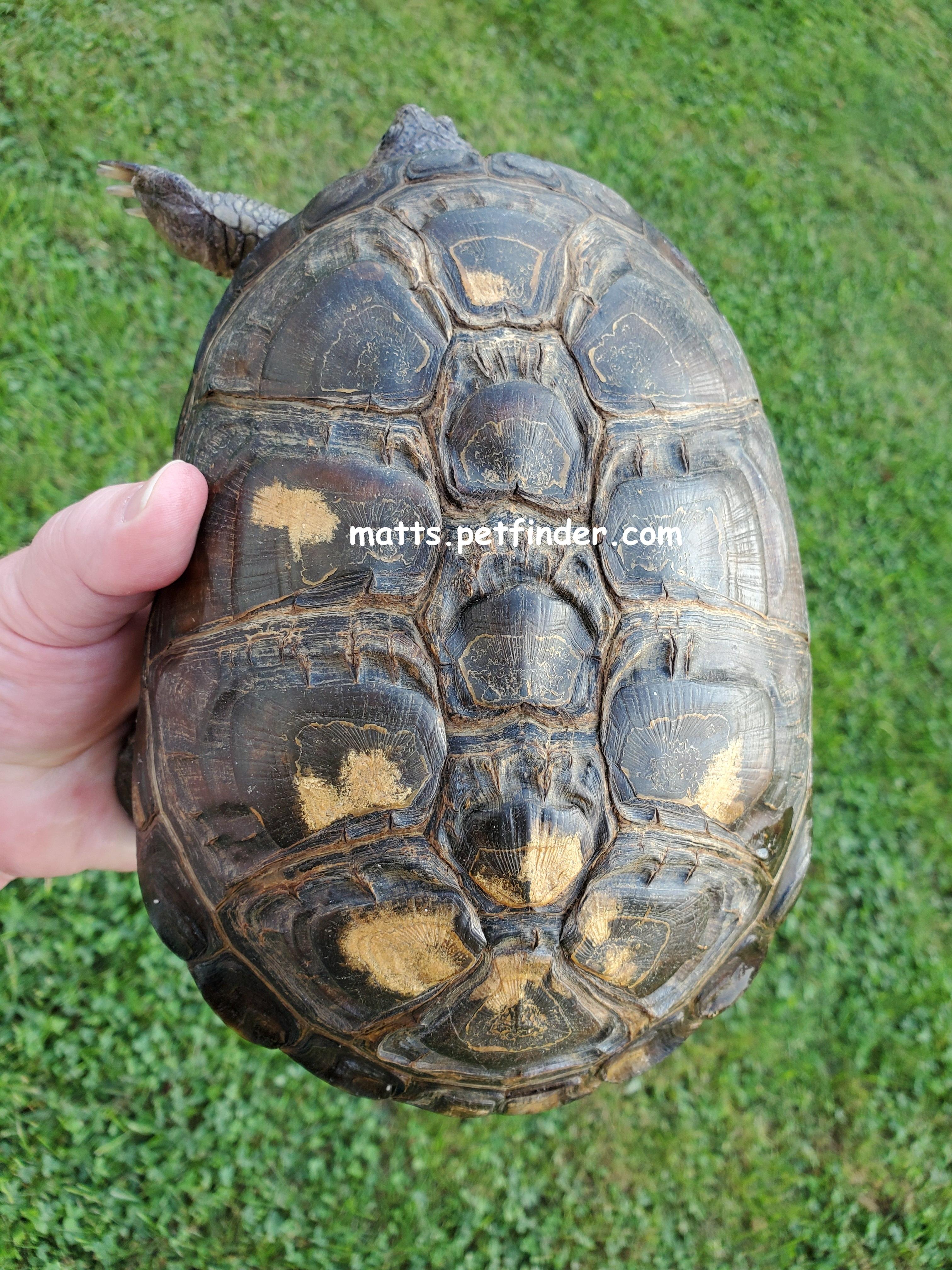 Enlarge Martie African Mud (water turtle, African sideneck), a Adoptable Mud in Red Lion, PA image 1/2
