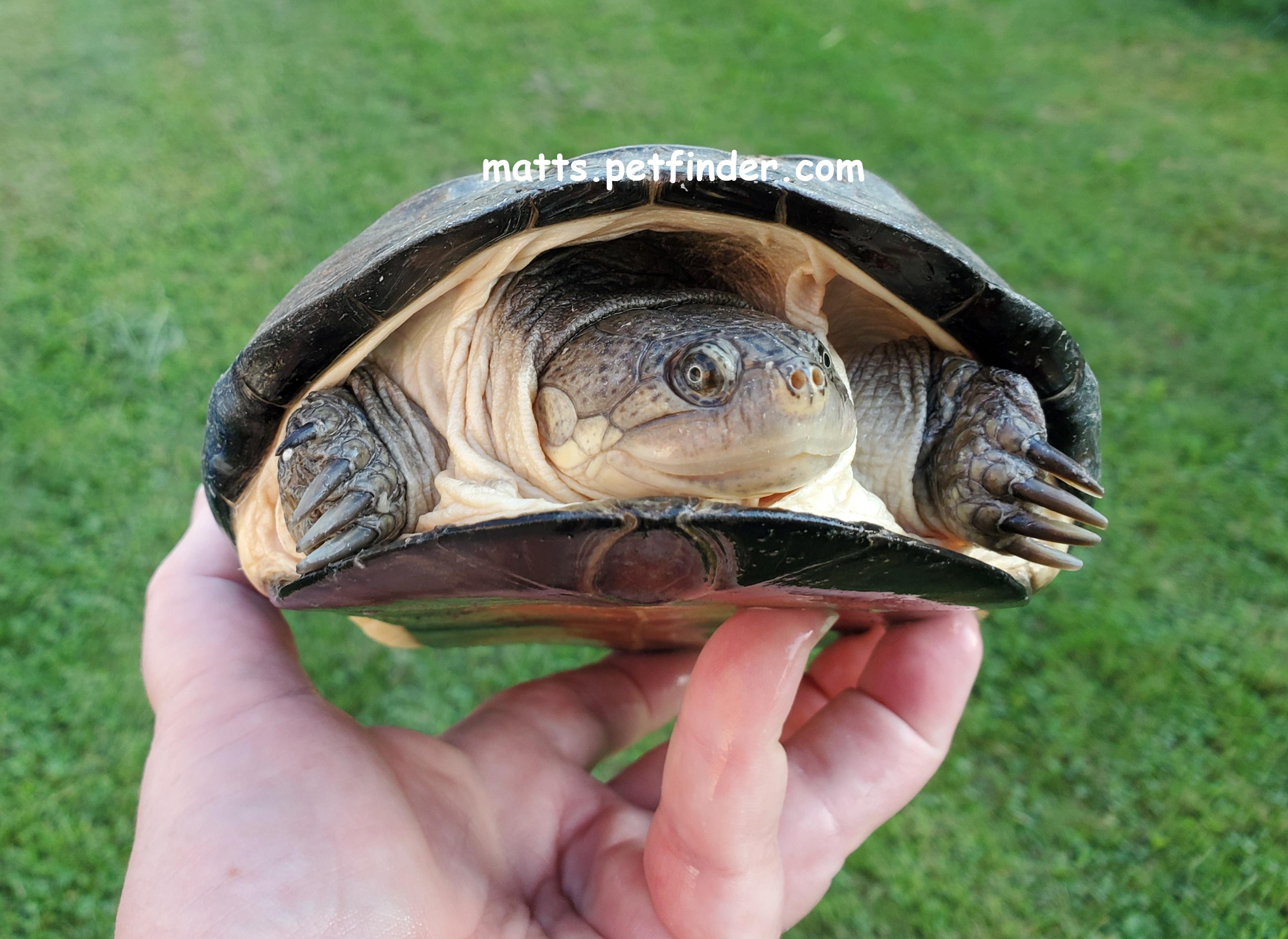 Enlarge Martie African Mud (water turtle, African sideneck), a Adoptable Mud in Red Lion, PA image 2/2