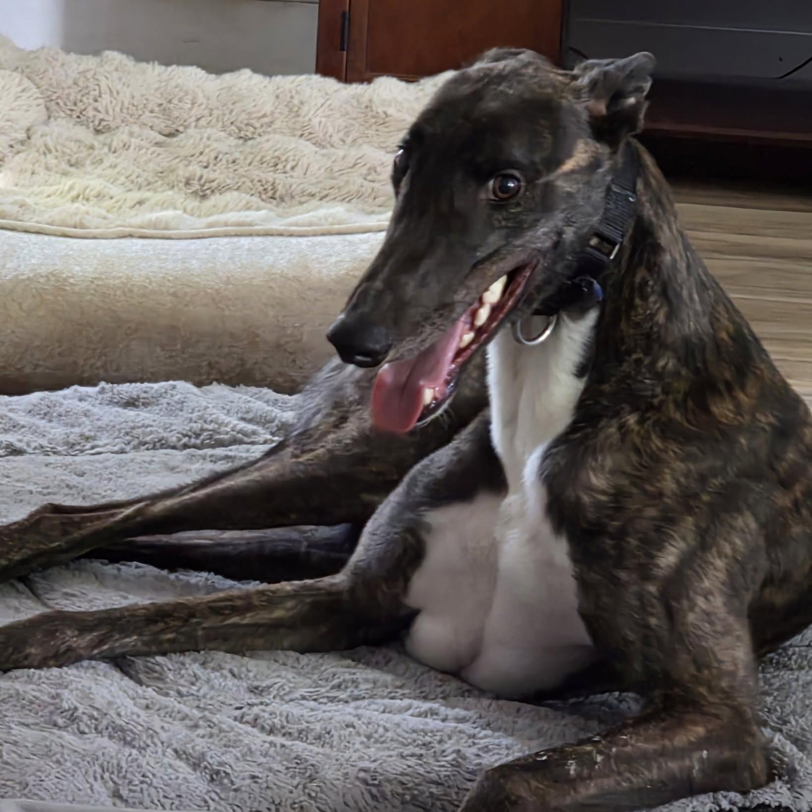 Enlarge Andre, a ADOPTABLE Greyhound in Goshen, IN image 3/3