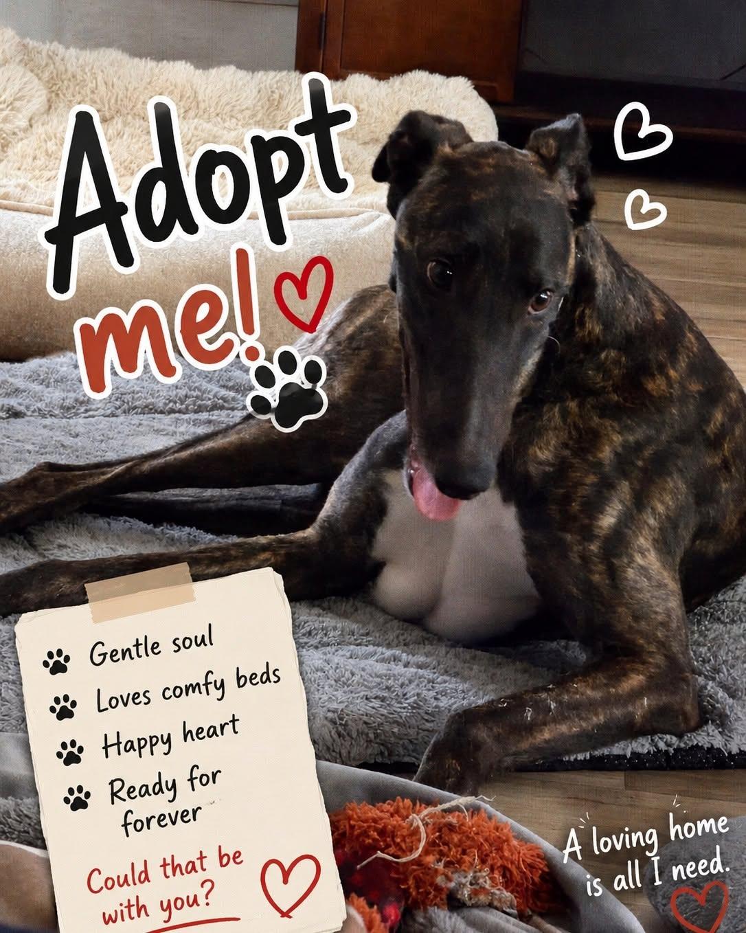 Enlarge Andre, a ADOPTABLE Greyhound in Goshen, IN image 2/3