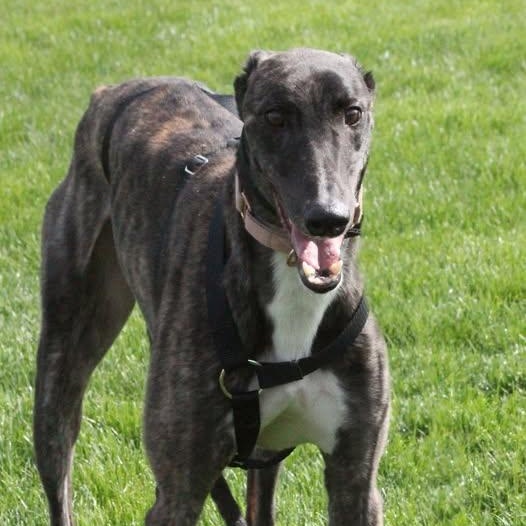 Andre, ADOPTABLE, Adult Male Greyhound.