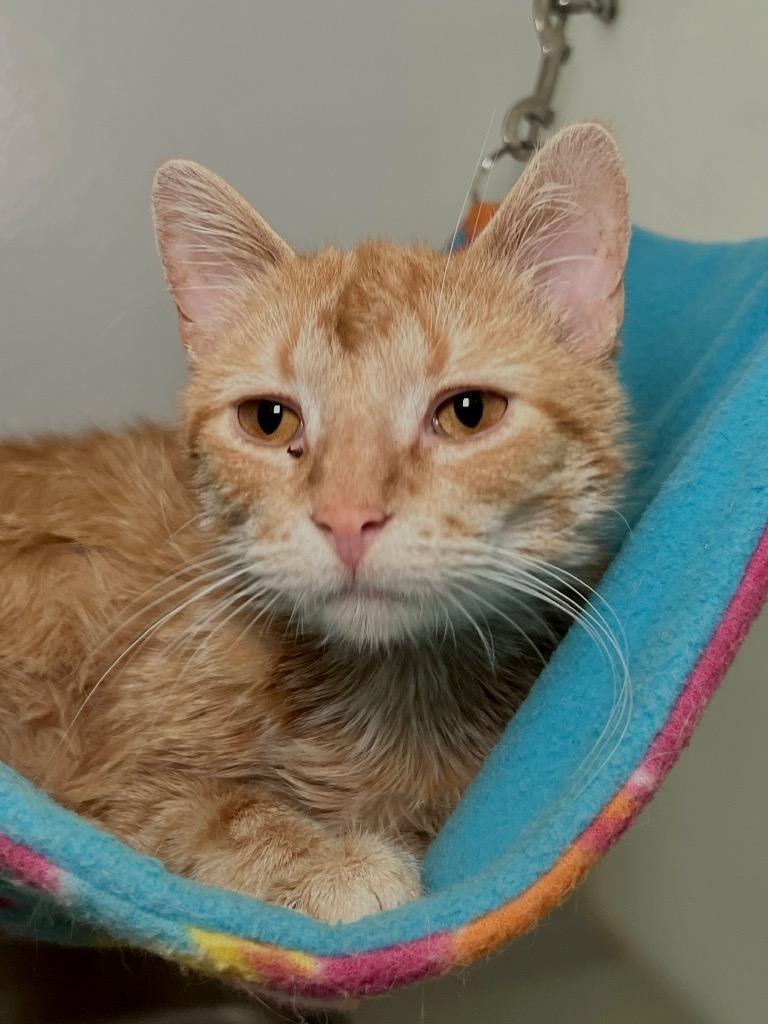 Bunny, Adoptable, Young Female Domestic Short Hair.