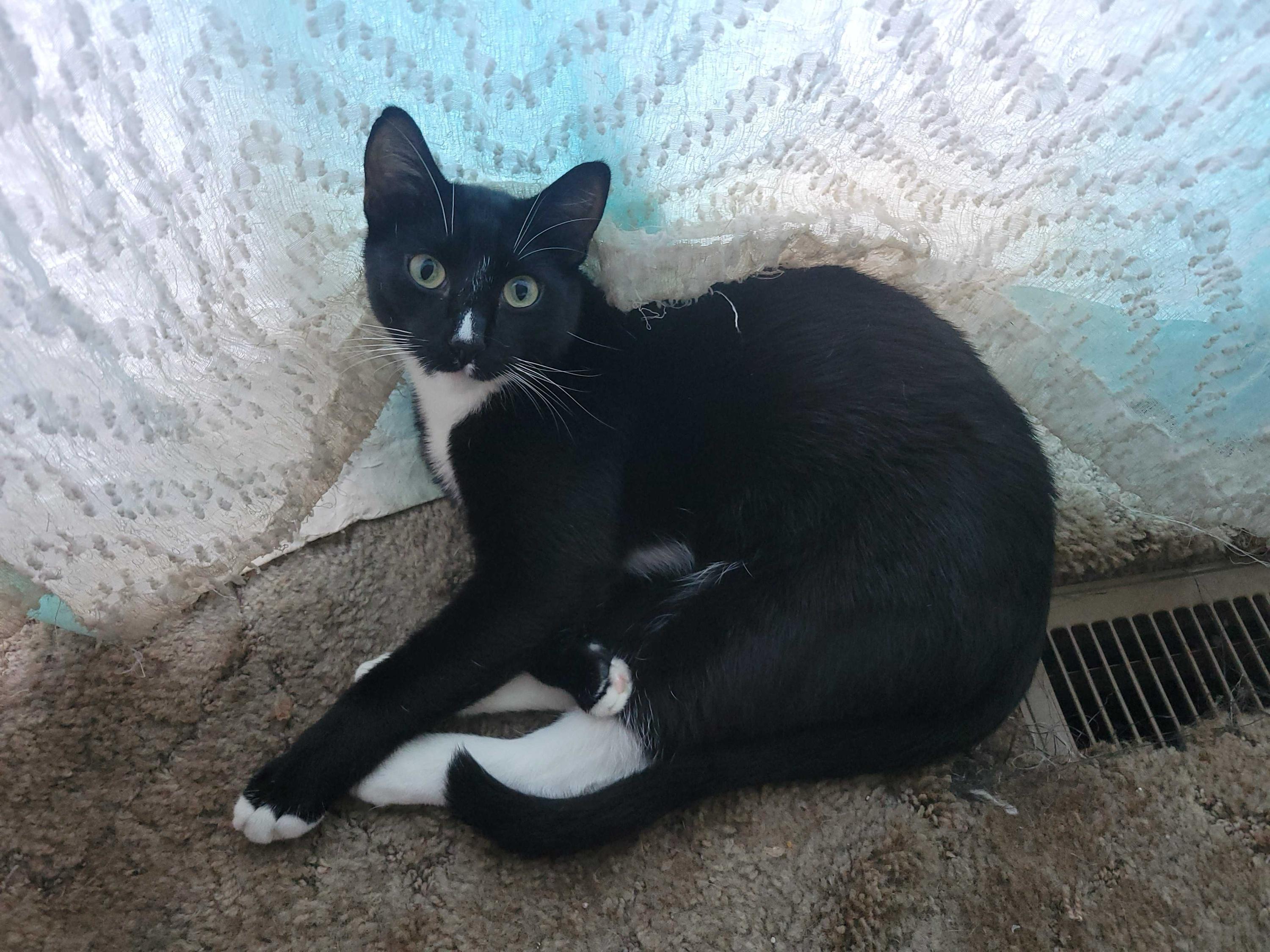 Enlarge Lucky, a Adoptable Domestic Short Hair in Seattle, WA image 5/6