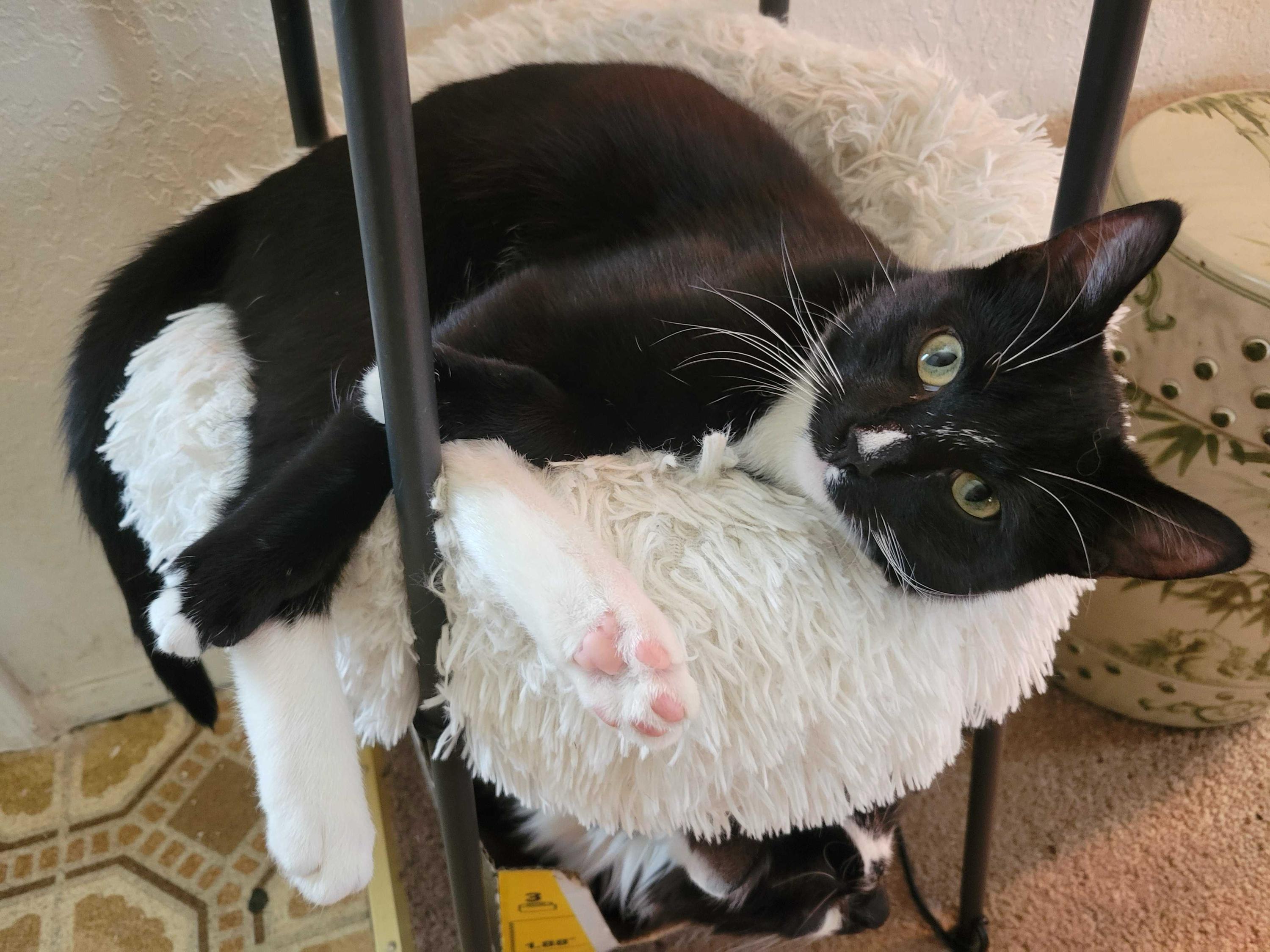 Enlarge Lucky, a Adoptable Domestic Short Hair in Seattle, WA image 3/6